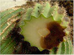 Alors que souvent les maladies de la erwinia pourriture molle chez les plantes de cactus est causée par des bactéries entrant dans les plaies ou les ouvertures naturelles de la plante. Kuentz Cactus Cours Pratiques Comment Recuperer Un Cactus Pourri