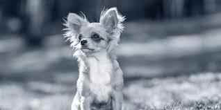 A subreddit all about chihuahuas. Chihuahua Anicura Deutschland