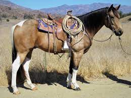 15 2 Hand 5 Year Old Buckskin Paint For