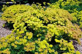 Image result for Cycnium recurvum