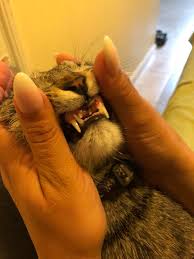 Product also does't have any odorless, so your pet. Cat Missing A Lot Of Teeth Catcare