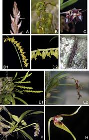 Image result for Bulbophyllum intertextum