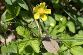 Plant strawberry runners and grow your own crop of delicious strawberries in your garden. Wild Strawberries Vs Mock Strawberries What S The Difference Dengarden