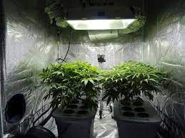 Choose The Best Irrigation System For Your Cannabis Cultivation
