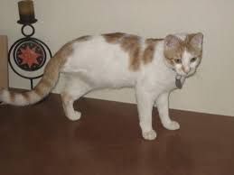 7 Things To Know About Living With A Tripod Cat