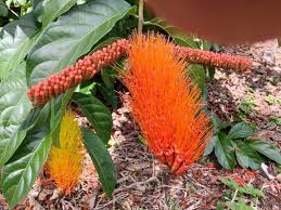 Image result for Combretum coriifolium