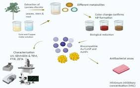 Image result for Lannea discolor