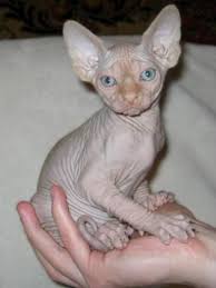 Reservation fee for bambino is $600 and $500 for elf/dwelf kitten Sphynx Kittens For Sale Near Me Petfinder