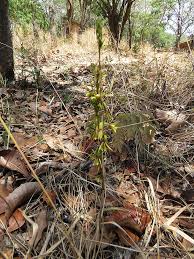 Image result for Eulophia norlindhii