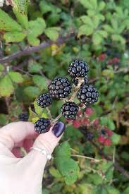 How To Harvest Wild Berries Foraging For Beginners