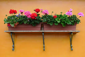 Ook kan je de planten overwinteren en ze pas afknippen als ze naar buiten. Tuinvraag Geraniums In De Winter Afknippen Of Niet Tuin En Balkon