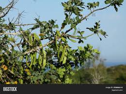 Interestingly, most carob trees are monoecious, with individual male and female flowers. Green Fruit Carob Tree Image Photo Free Trial Bigstock