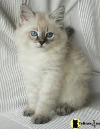 It's easy to find the perfect kitten for sale in our kittens for sale classifieds. Siberian Kittens For Sale