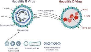 The circular rna genome is 1679 bp in length of which about 70% is self. Current Knowledge On Hepatitis Delta Virus Replication Sciencedirect