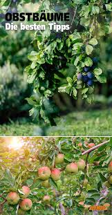 Obstgarten Anlegen Obstbaume Pflanzen Pflanzen Garten Anpflanzen