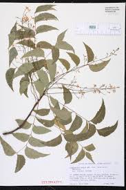 Image result for Azadirachta indica
