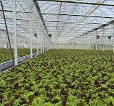 Mobile Gutter Systems for greenhouses (MGS)