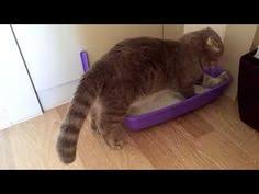 youtube kedi kina bakken