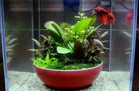 Image Result For Betta Natural Habitat Tank Aquascape Aquascape Design Planted Aquarium