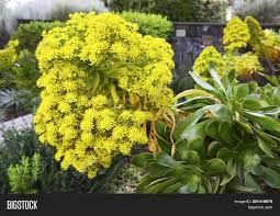 This is one of the largest succulents on our list. Aeonium Arboreum Image Photo Free Trial Bigstock