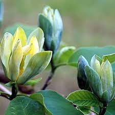 Magnolia Acuminata Blue Opal Magnolia Magnolia Flower Flowering Trees