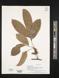 Image result for Artabotrys monteiroae