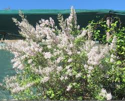 Image result for Tetradenia