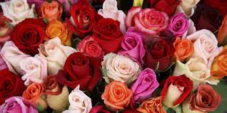 Does costco have free shipping? Costco Is Selling 50 Roses For 40 Where To Shop Bouquets Of Roses