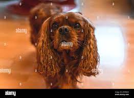 Un perro castaño del rey Carlos Spaniel Fotografía de stock - Alamy