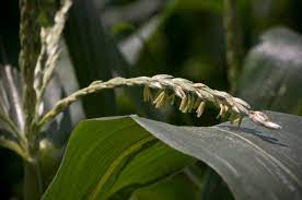 The Self-Taught Gardener: The seed itself, or plant sex education - The  Berkshire Edge