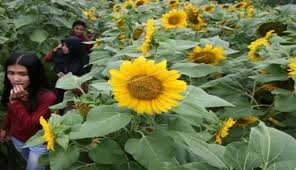 Kayak gini pertumbuhannya kalau di tanam dari biji sampai berbunga. 4 Kebun Bunga Matahari Yang Bikin Selfie Makin Berseri