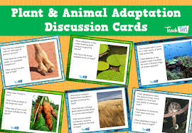 Plant Animal Adaptation Discussion Cards Set Of 24 Printable Picture Theme Flash Cards Classroom Display Animal Adaptations Classroom Games Adaptations