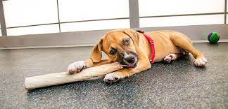 Mouthing Nipping And Biting In Puppies Aspca