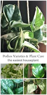 Pothos Plant Care Varieties And Propagation Of The Easiest Houseplant Pothos Plant Care Pothos Plant Plants
