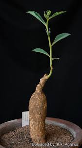 Image result for Euphorbia platycephala