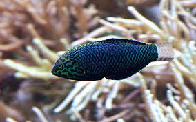 Black panthers of both species have excess black pigments, but their typical. Black Leopard Wrasse Page 3 Reef2reef Saltwater And Reef Aquarium Forum
