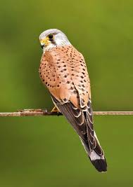Pin Von Wmhp Auf Birds Vogel Heimische Vogel Heimisch Tiere