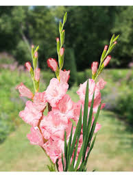 A great selection of clothing. Grossblumige Gladiole Krasnodar Neuheiten Gartenversandhaus De
