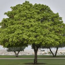 Image result for Albizia lebbeck