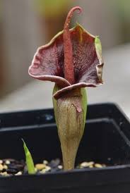 Image result for Amorphophallus abyssinicus