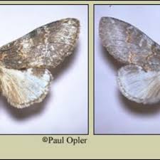 Image result for Pellaea angulosa