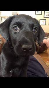Puppies for sale from dog breeders near alabama. Rock Springs Labs Lab Puppies For Sale In Alabama