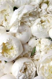 Flowers White Mood Fleur Fashiongrape Pfingstrosen Blumen Weisse Blumen