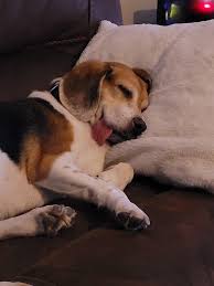Pin By Steve Vberg On Beagles In 2021 Beagle
