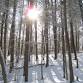 Welcome Little Sister - How Our Community Protected 12 Acres of Woods