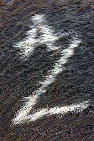Freeze branding irons for cattle. Continental Carbonic Freeze Branding Livestock With Dry Ice