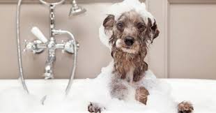 Kopeklerde Gorulen Uyuz Cok Bulasici Bir Cilt Paraziti Olan Sarcoptes Scabiei Mite Sebebiyle Meydana Gelmektedir Akarlar Deriy Pet Grooming Kopek Veterinerler