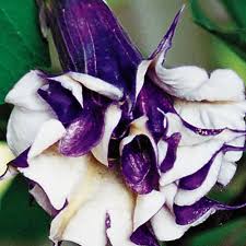 Angel trumpet loves a rich soil with plenty of organic matter to hold moisture and provide a steady supply of nutrients. Purple People Eater Angel Trumpet Michigan Bulb Co