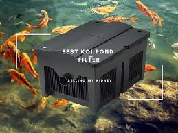 A pressure filter is a sealed unit and therefore allows for installation flexibility. The Best Koi Pond Filter Reviews And Buying Guide 2021