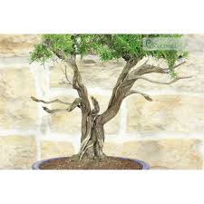 Image result for rosemary bonsai